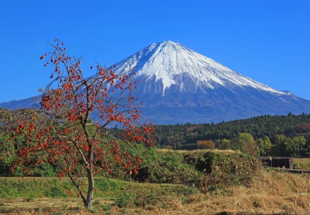 静岡の自然の写真